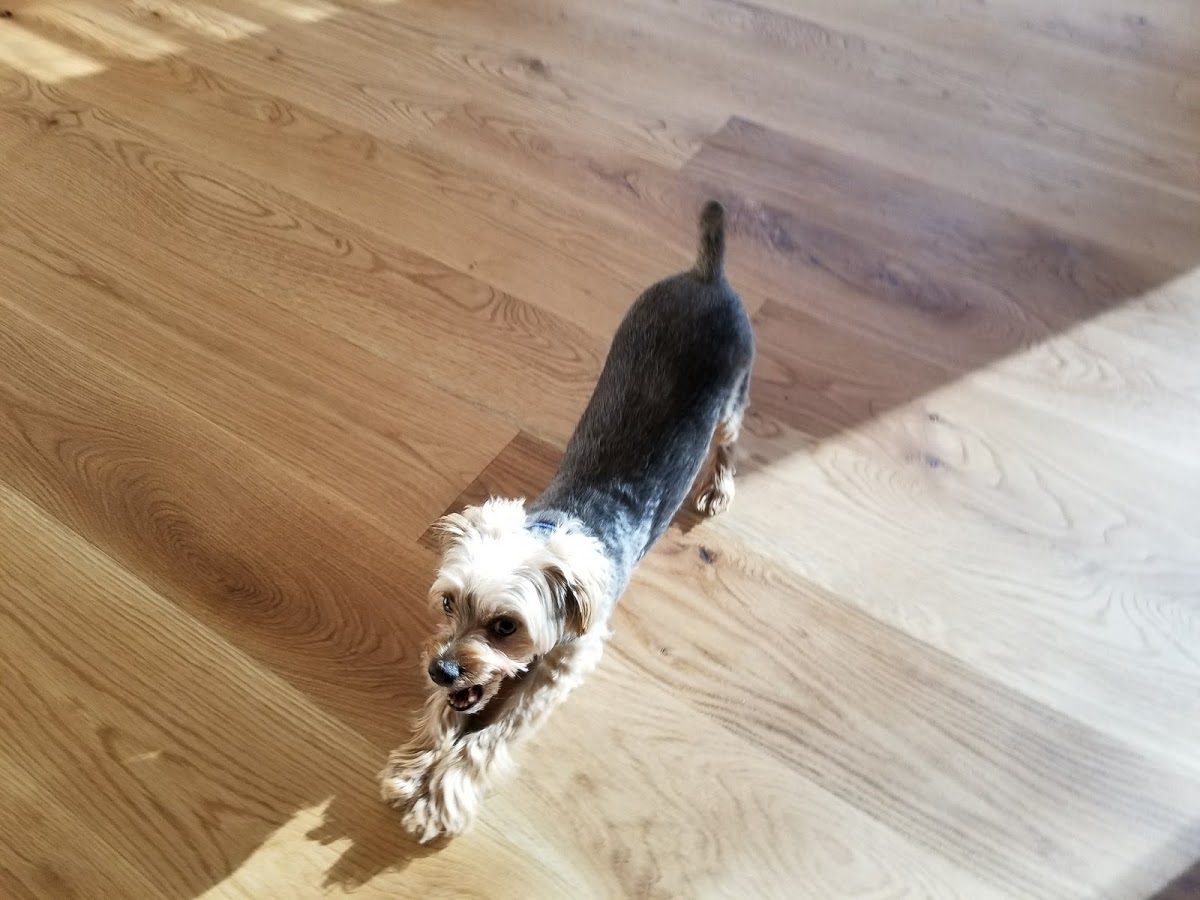 Max, the office dog, on a freshly refinished white oak hardwood floor